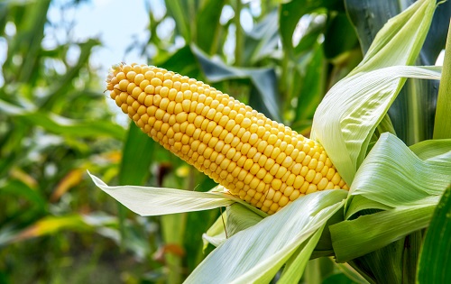 1644569304487148.jpg 686af0231a91fd00a399101dc889a793_29265454_103016180120_2.jpg